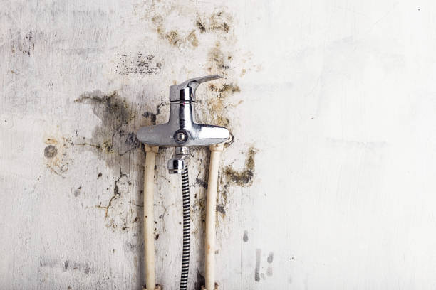 Best Preventive Mold Services in Glendive, MT