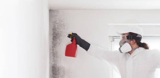 Best Residential Mold Remediation in Glendive, MT