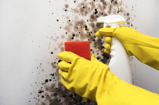 Best Attic Mold Remediation in Glendive, MT