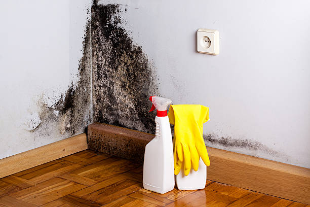 Best White Mold Remediation in Glendive, MT