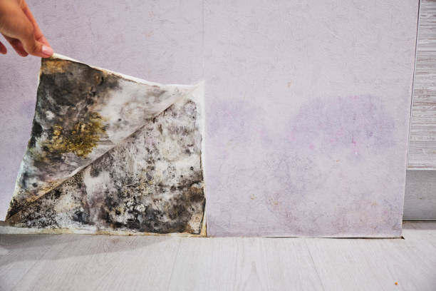 Best Insurance-Related Mold Remediation in Glendive, MT
